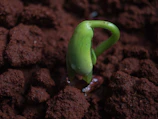 Fresh green seedling sprouting from rich soil in a well-tended field.