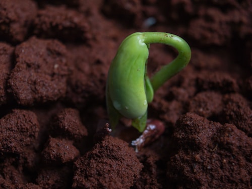 A young green sprout emerging from rich brown soil, showcasing the initial stages of plant growth.
