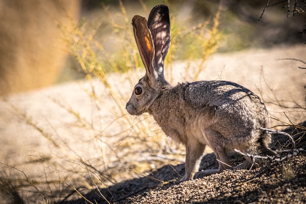 brown rabbit on brown grass during daytime