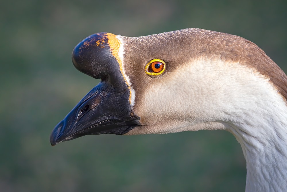 white and black duck head