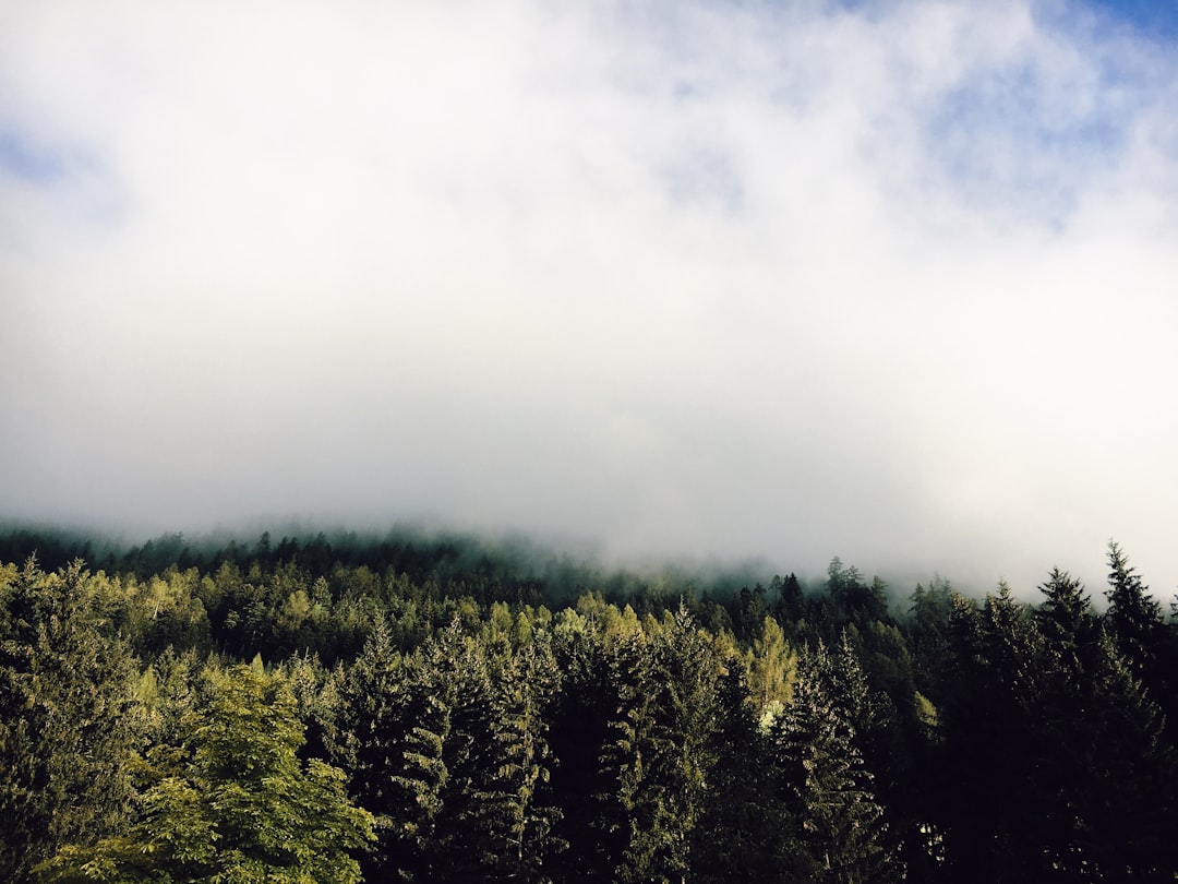 green trees under white clouds