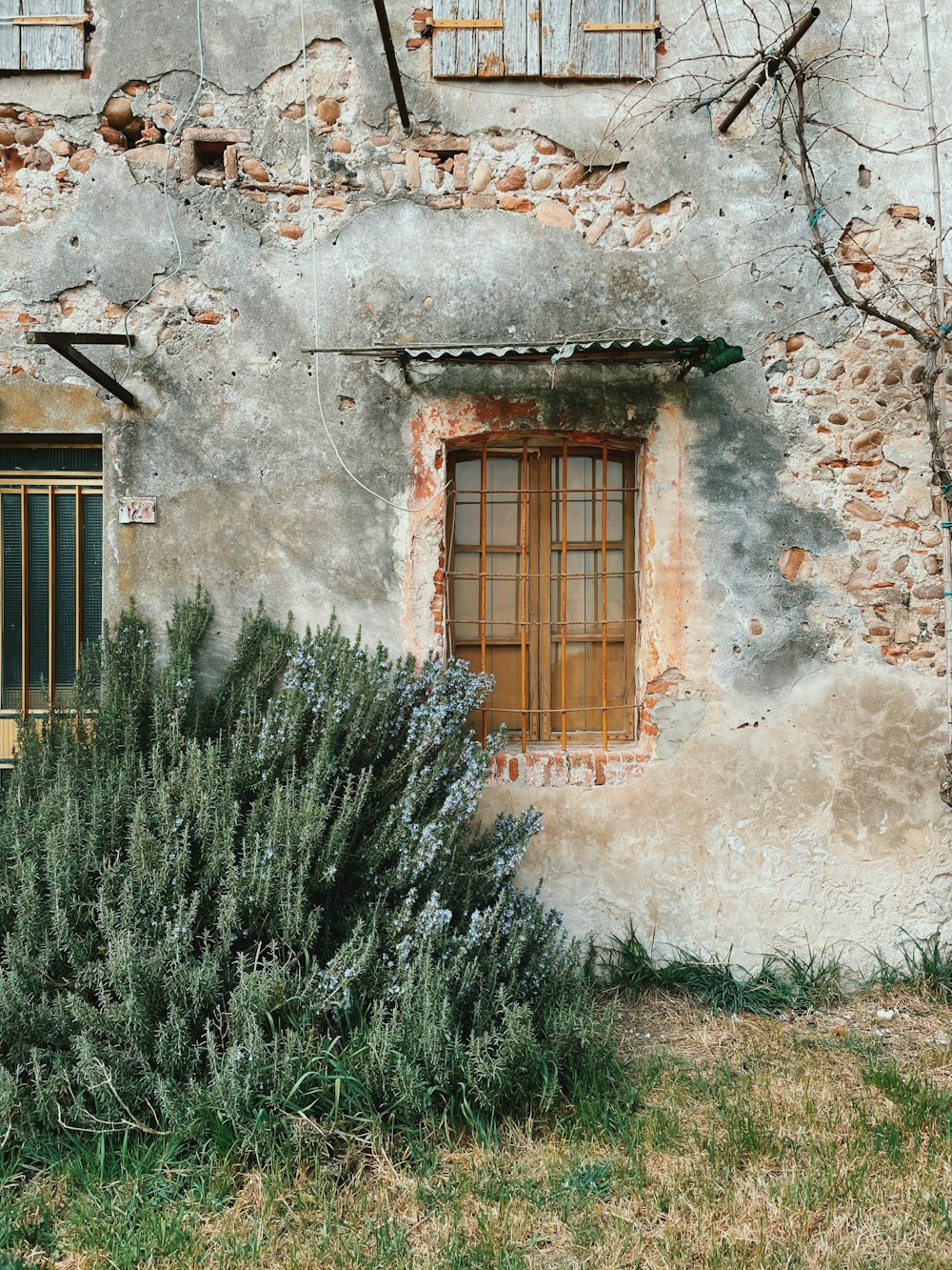 green grass near brown wooden window