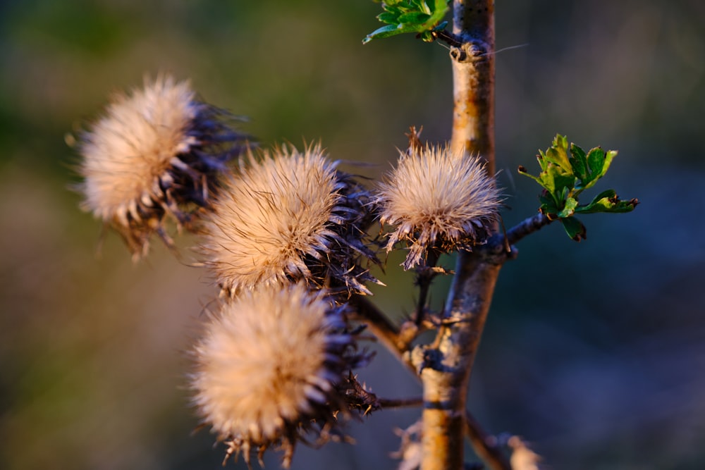 white and brown flower in tilt shift lens