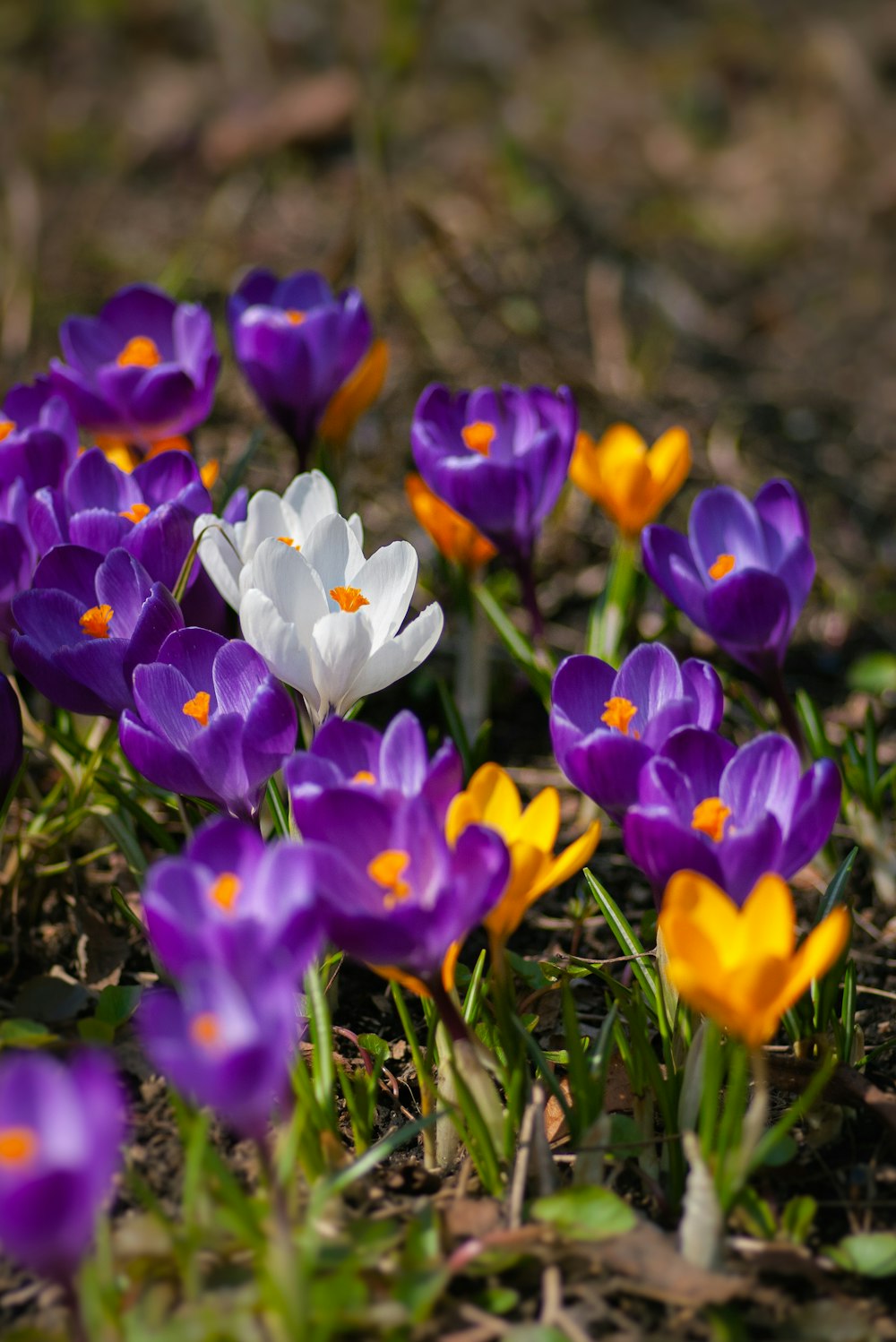 Fleurs de crocus pourpres en fleurs pendant la journée