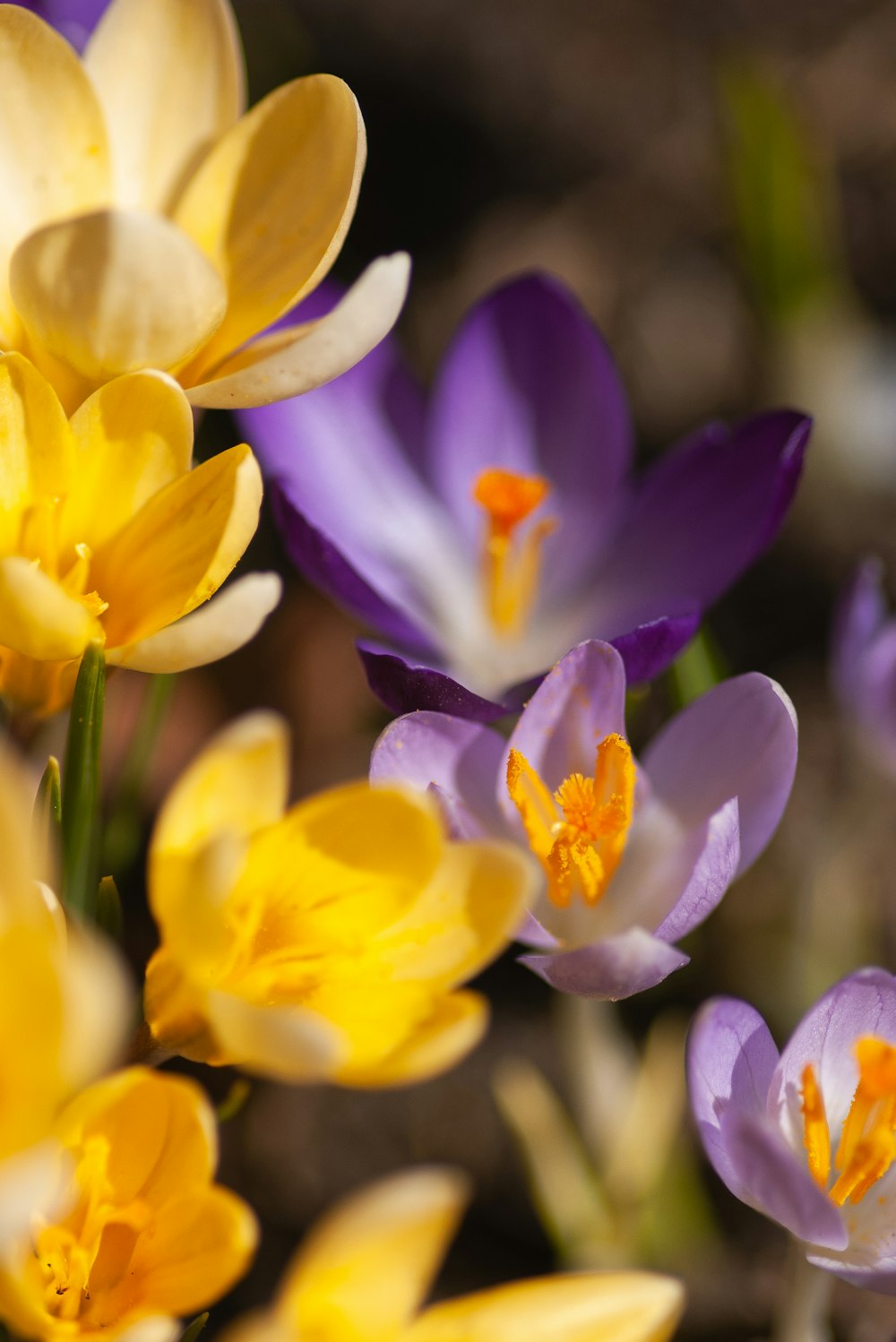 purple and yellow crocus flowers in bloom during daytime