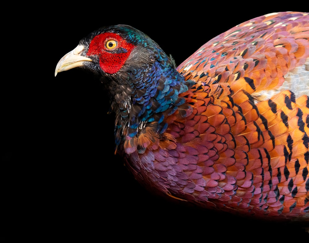 red blue and brown chicken