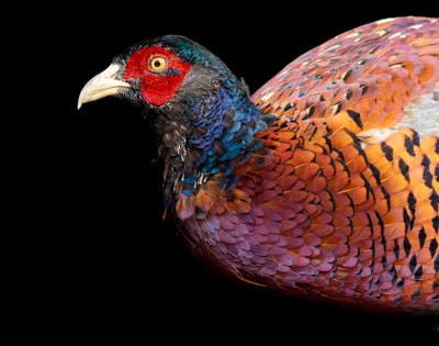 red blue and brown chicken
