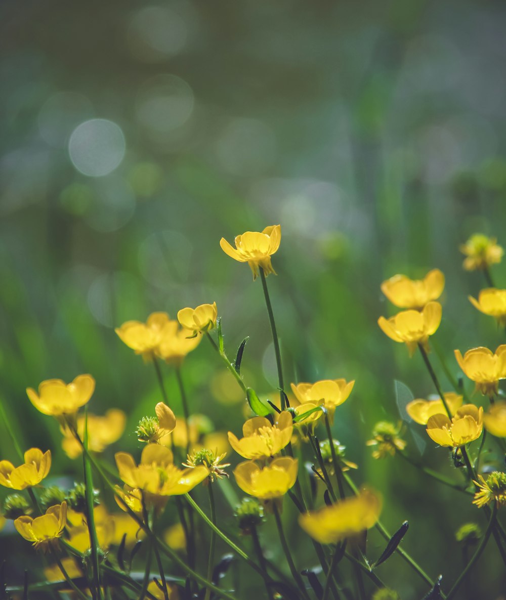 yellow daffodils in bloom during daytime