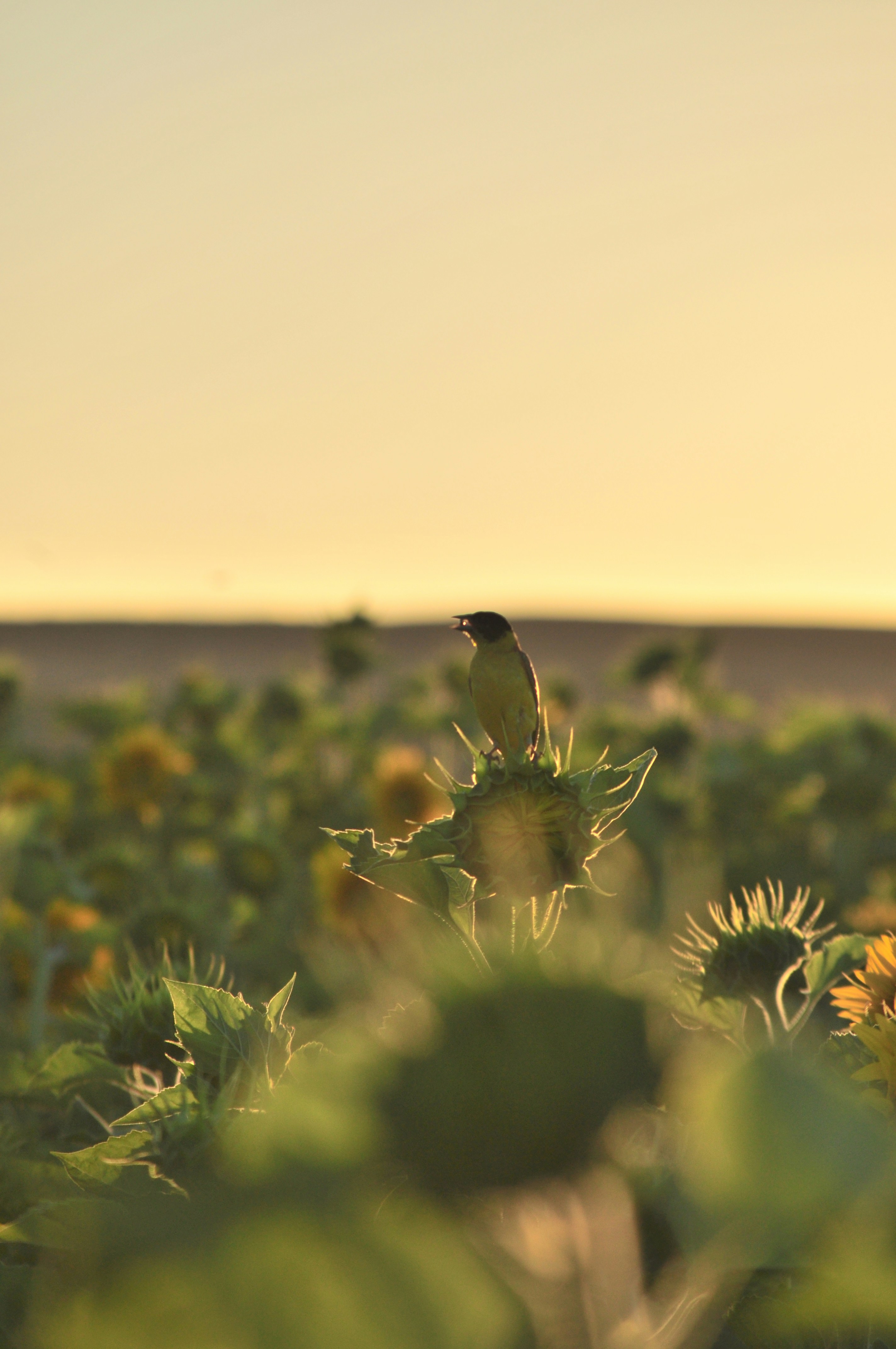 green and yellow flower during daytime