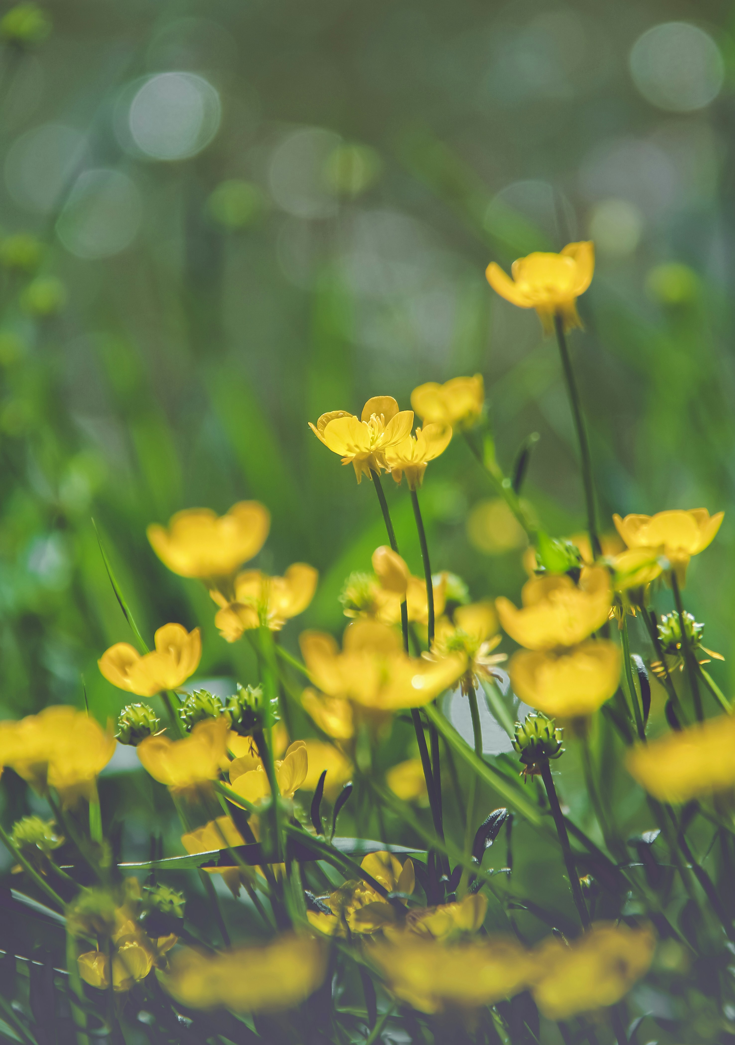yellow daffodils in bloom during daytime