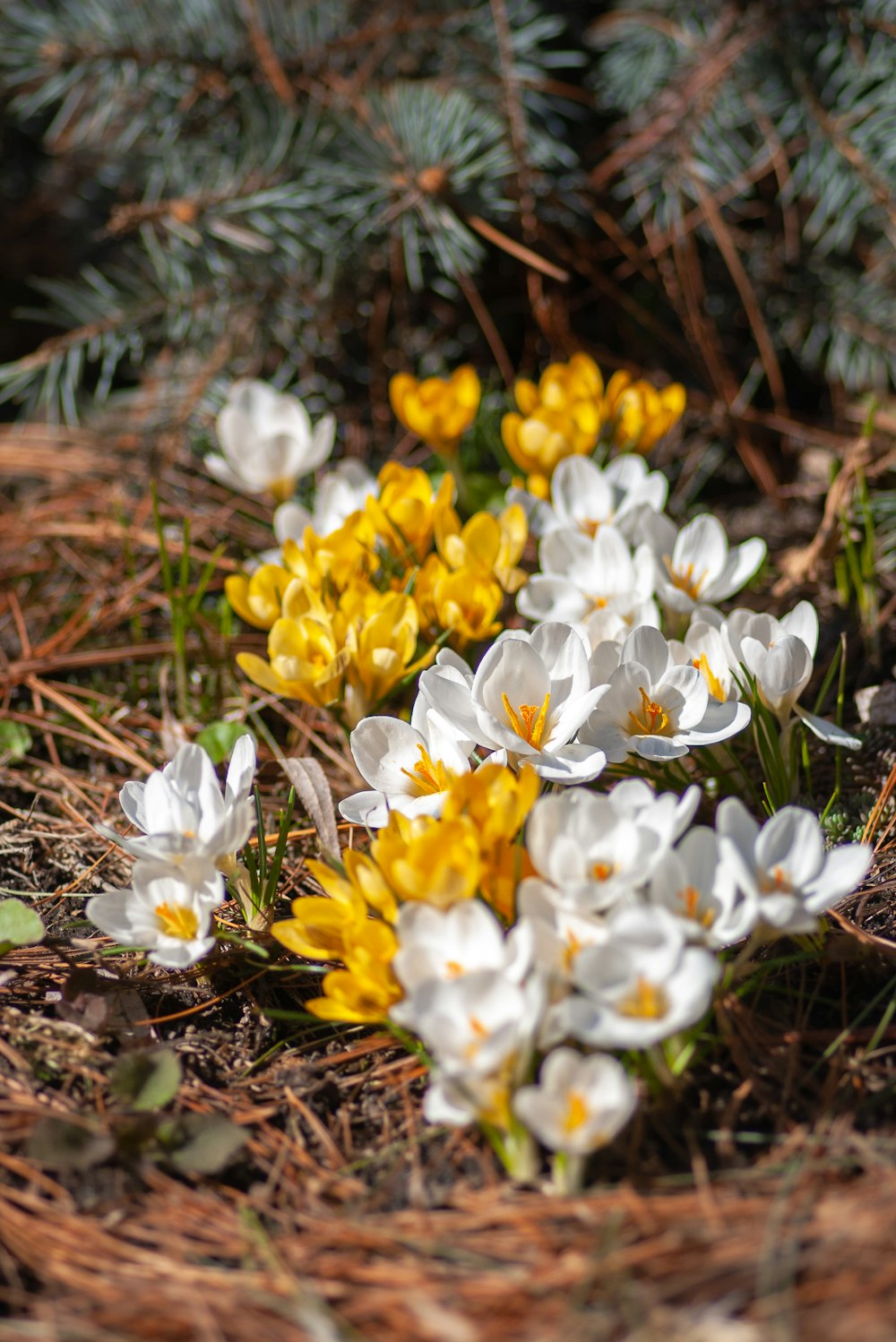 white and yellow flowers on brown soil