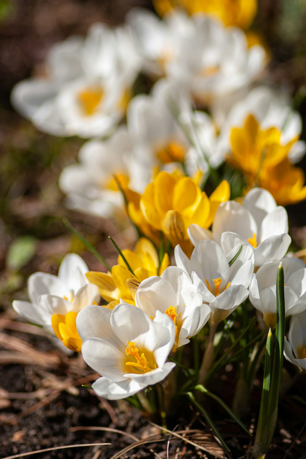 narcisi bianchi e gialli in fiore durante il giorno