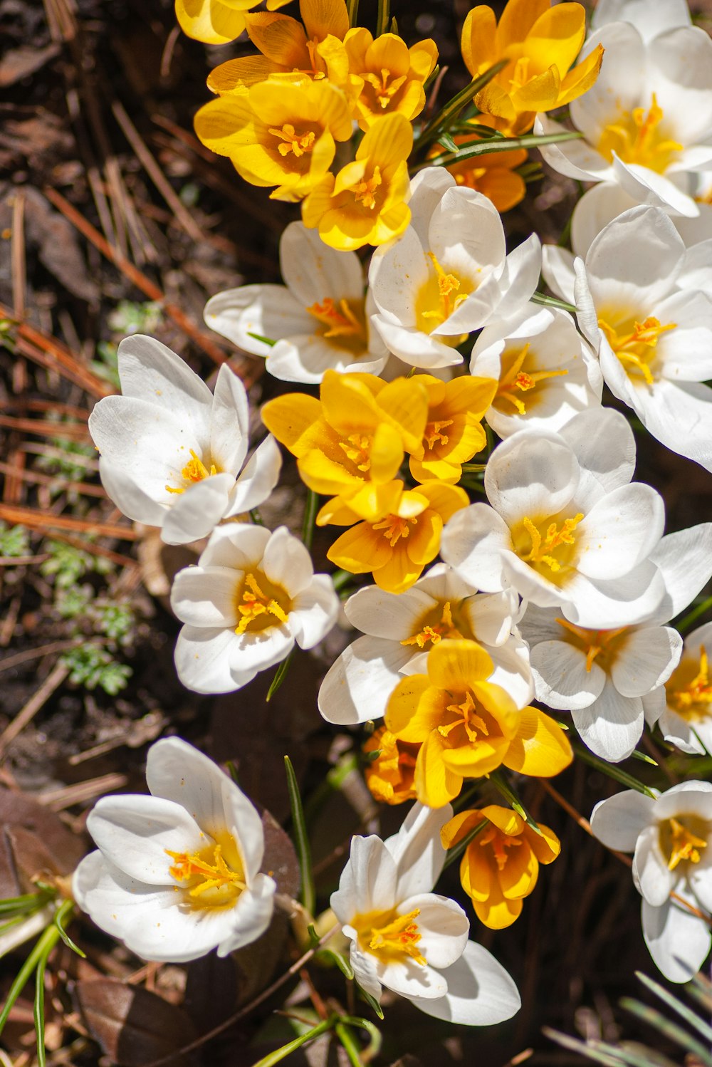 Narcisi gialli e bianchi in fiore durante il giorno