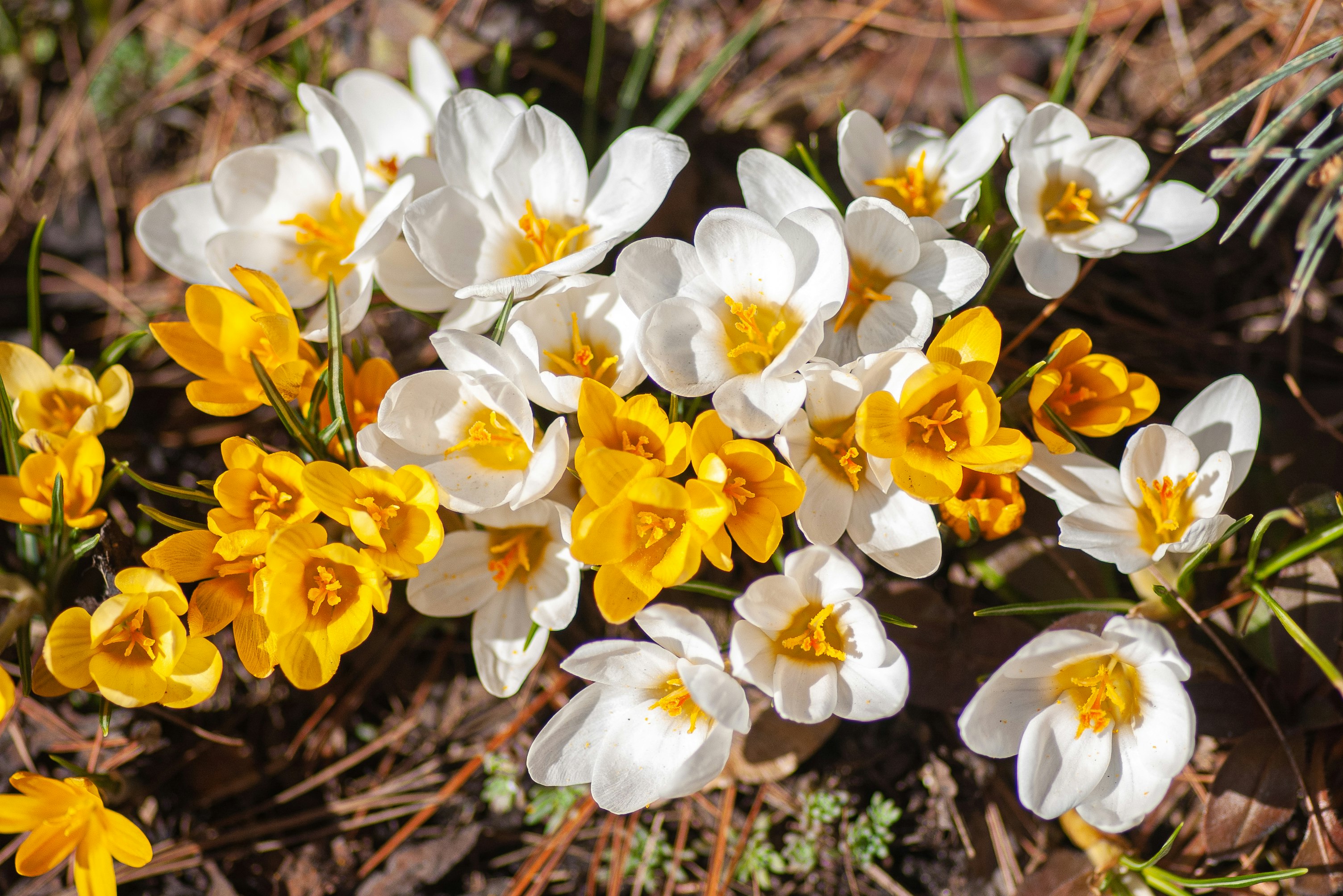 yellow and white daffodils in bloom during daytime