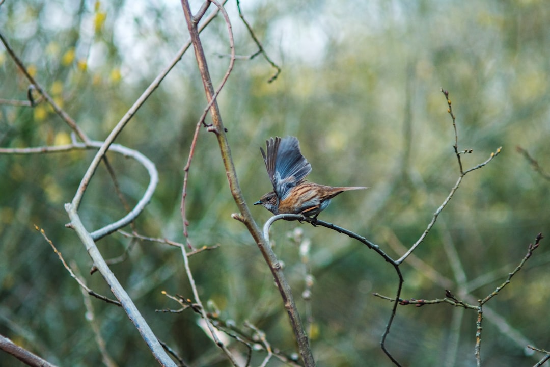 blue and brown bird on brown tree branch during daytime
