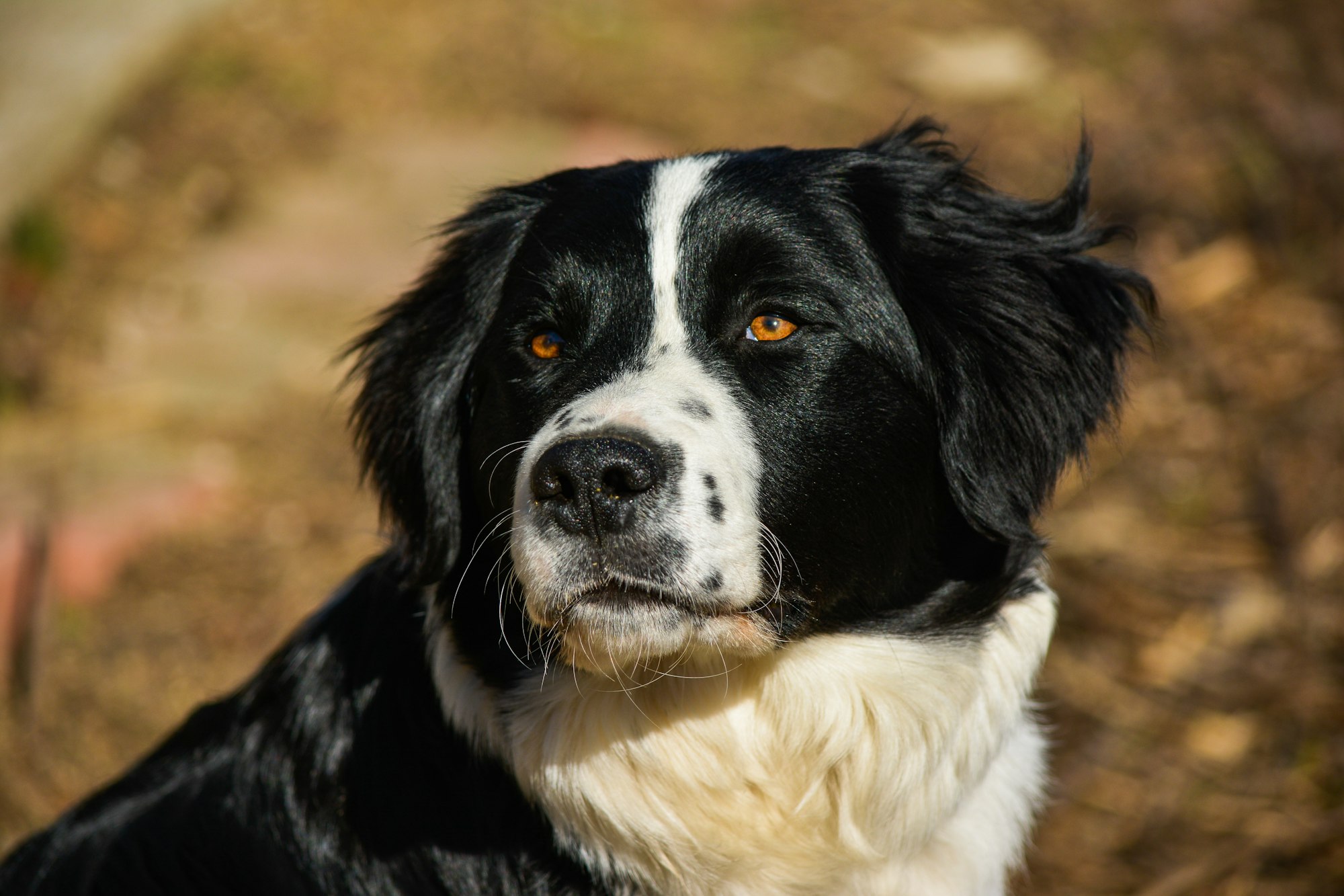 Miniature Black White Border Collie