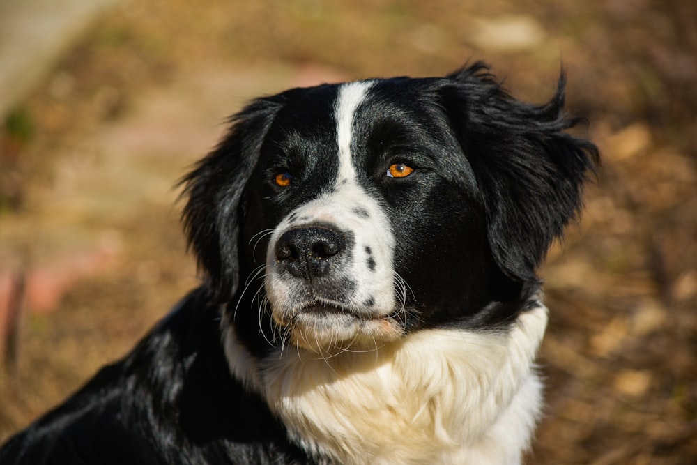 black and white border collie