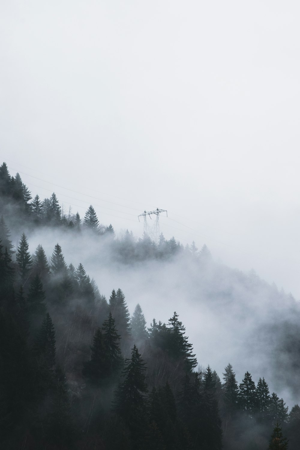 green pine trees covered with fog