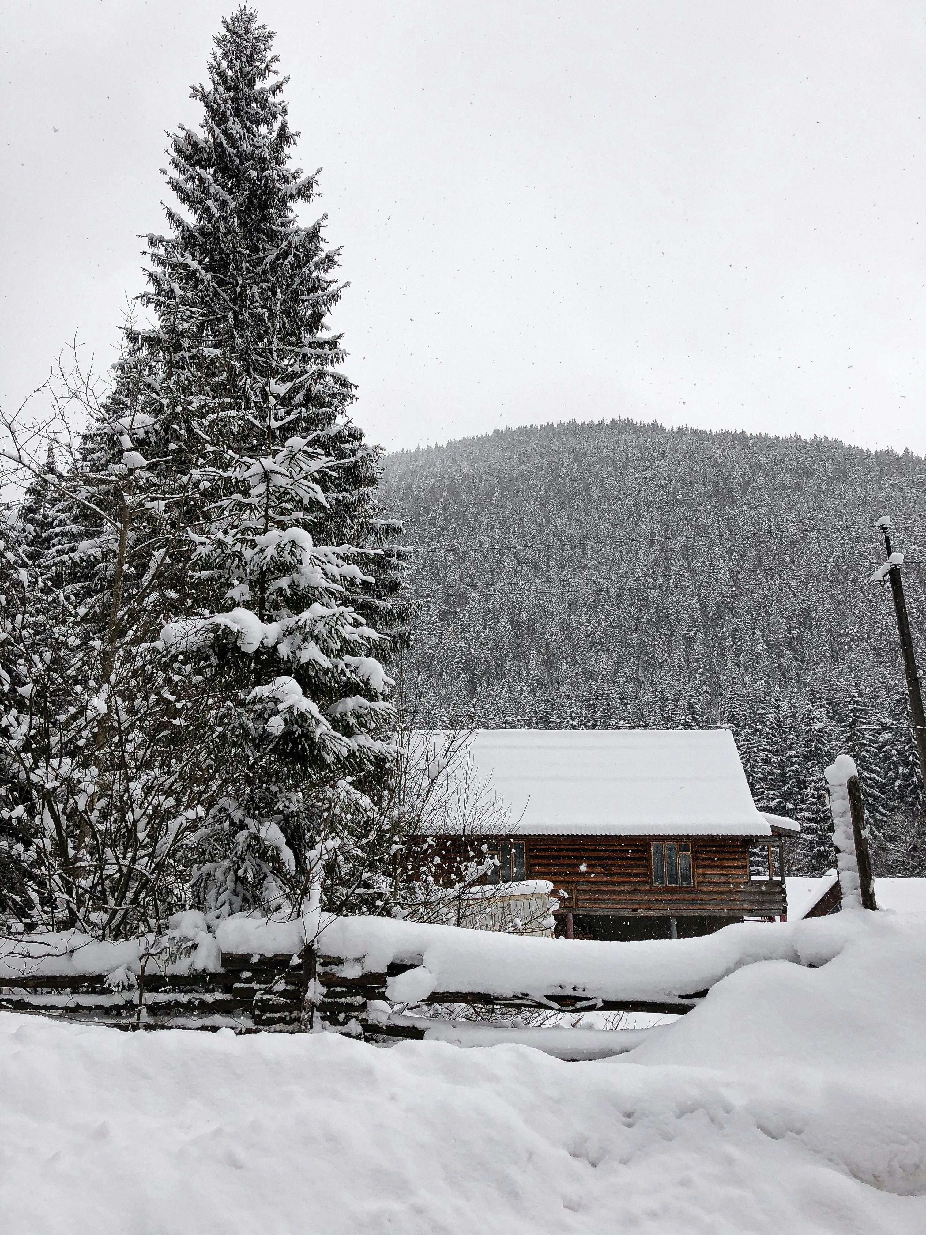 Photo by viktoria_svishch