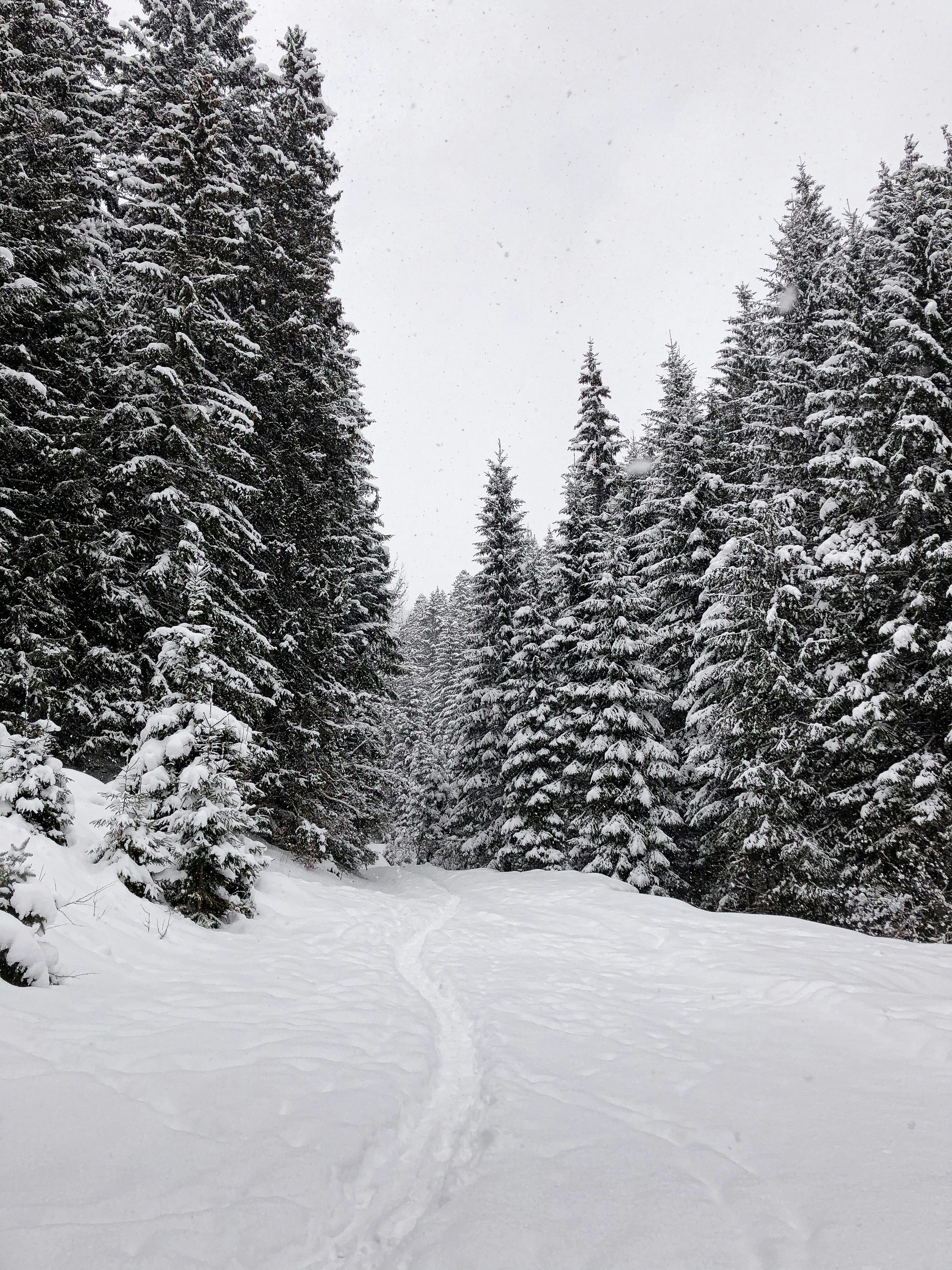 Photo by viktoria_svishch