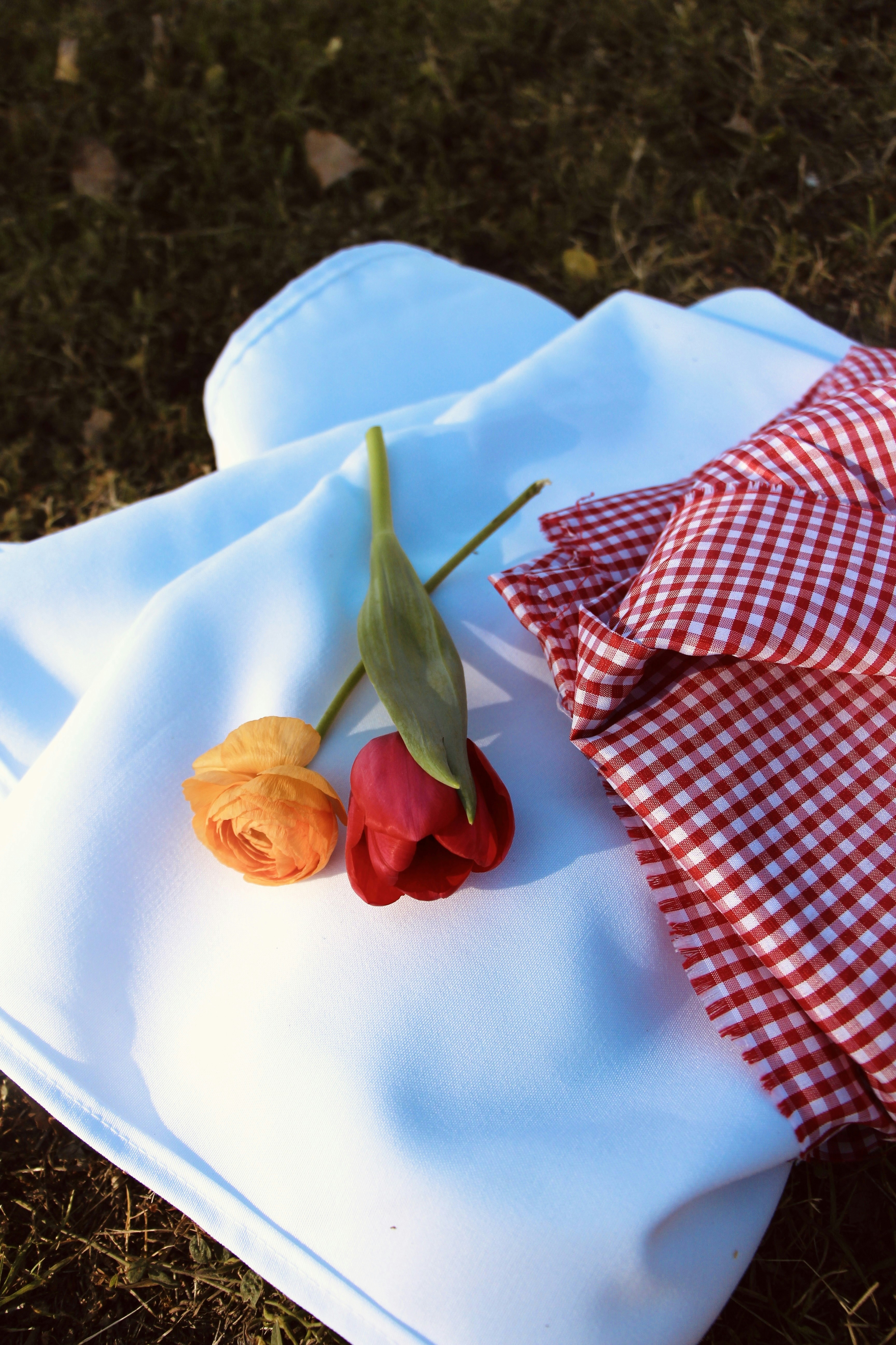 rosa rossa su tessuto blu