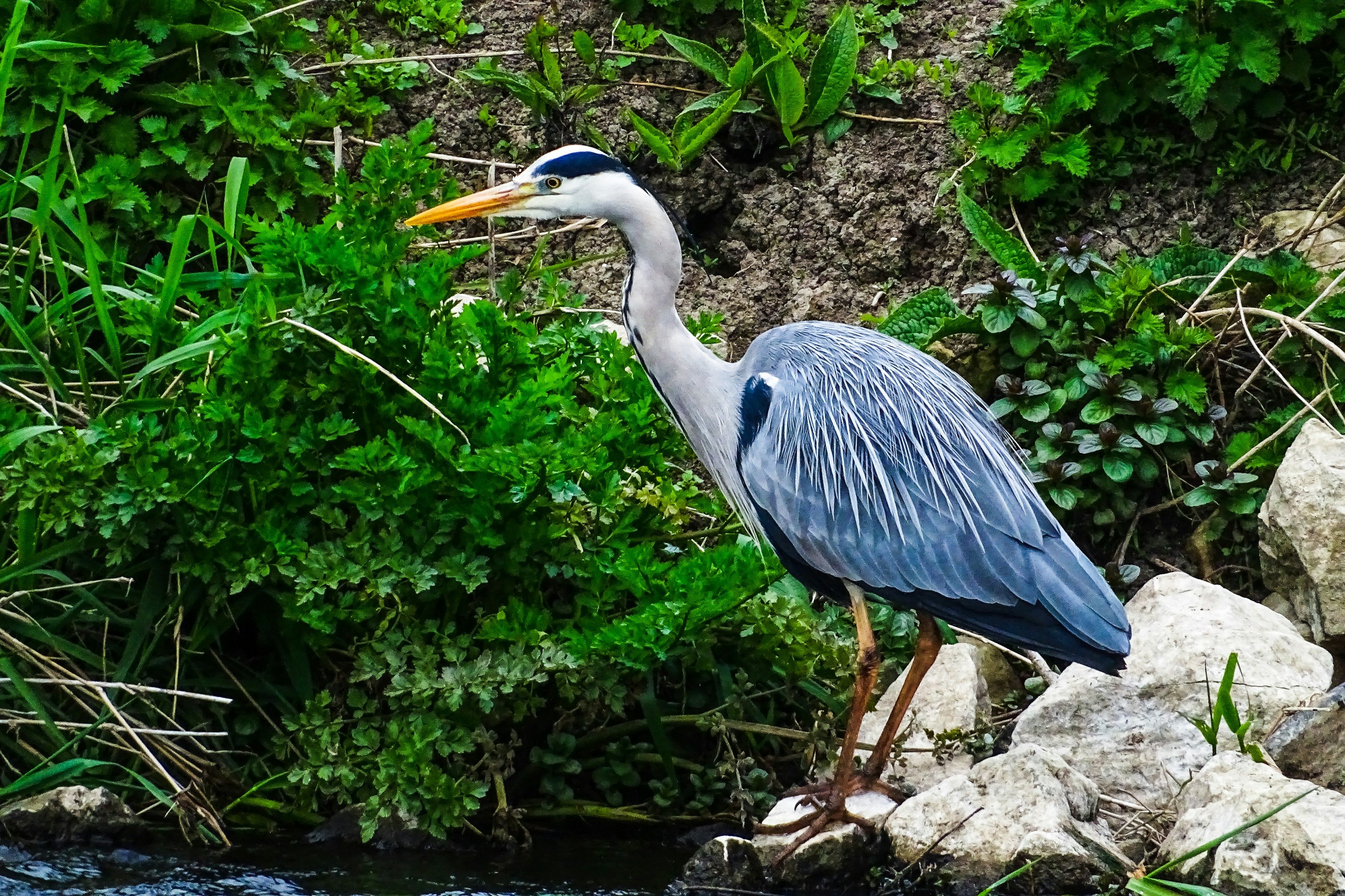 A heron looking to catch fish in the river.