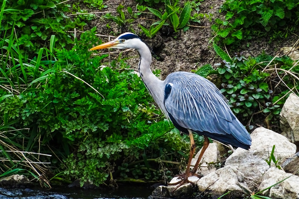 grey heron standing on rock near green plants during daytime