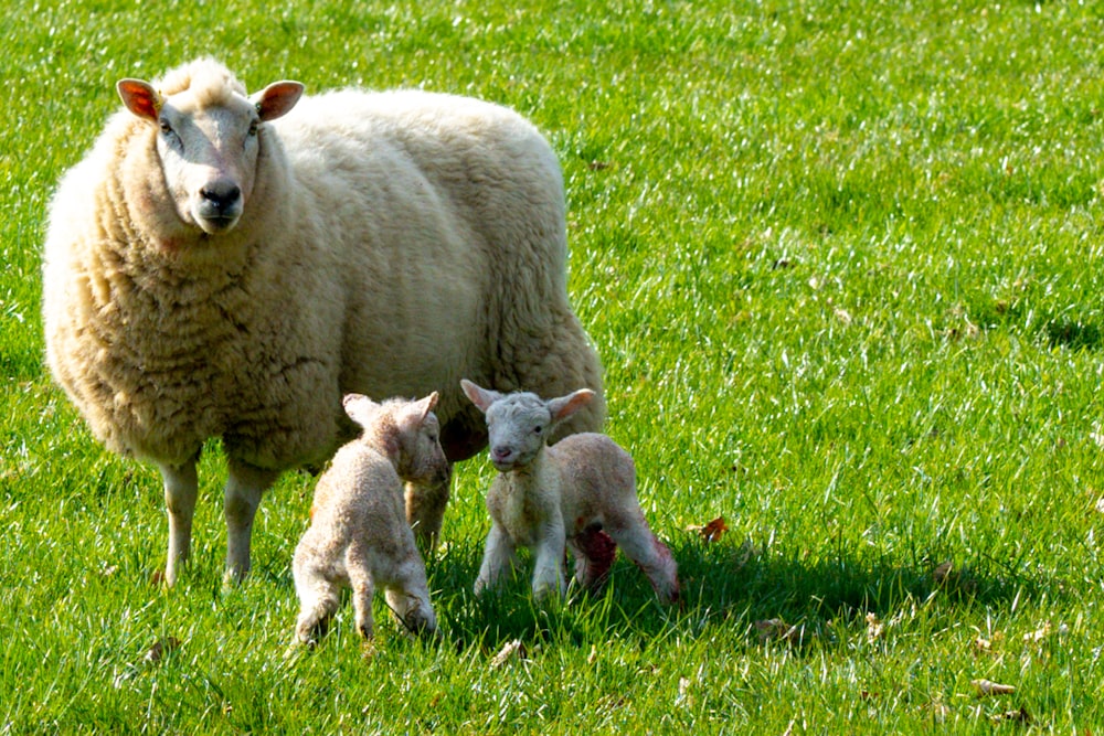 two sheep on green grass field during daytime