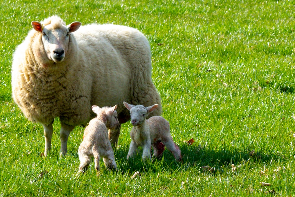 due pecore sul campo di erba verde durante il giorno