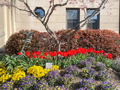 A beautifully landscaped garden featuring a variety of vibrant flowers and a slender tree with red leaves. Bright red tulips are prominently displayed in the center, bordered by clusters of yellow and purple flowers. In the background, a well-maintained hedge adds texture, while a beige building with dark windows provides a backdrop.