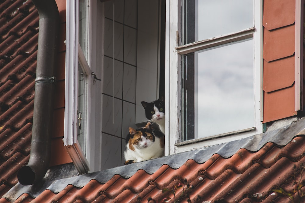 black white and brown short coated dog on roof during daytime