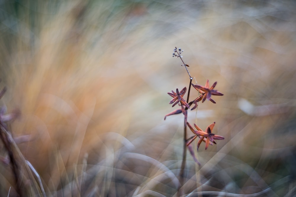 red flower in tilt shift lens