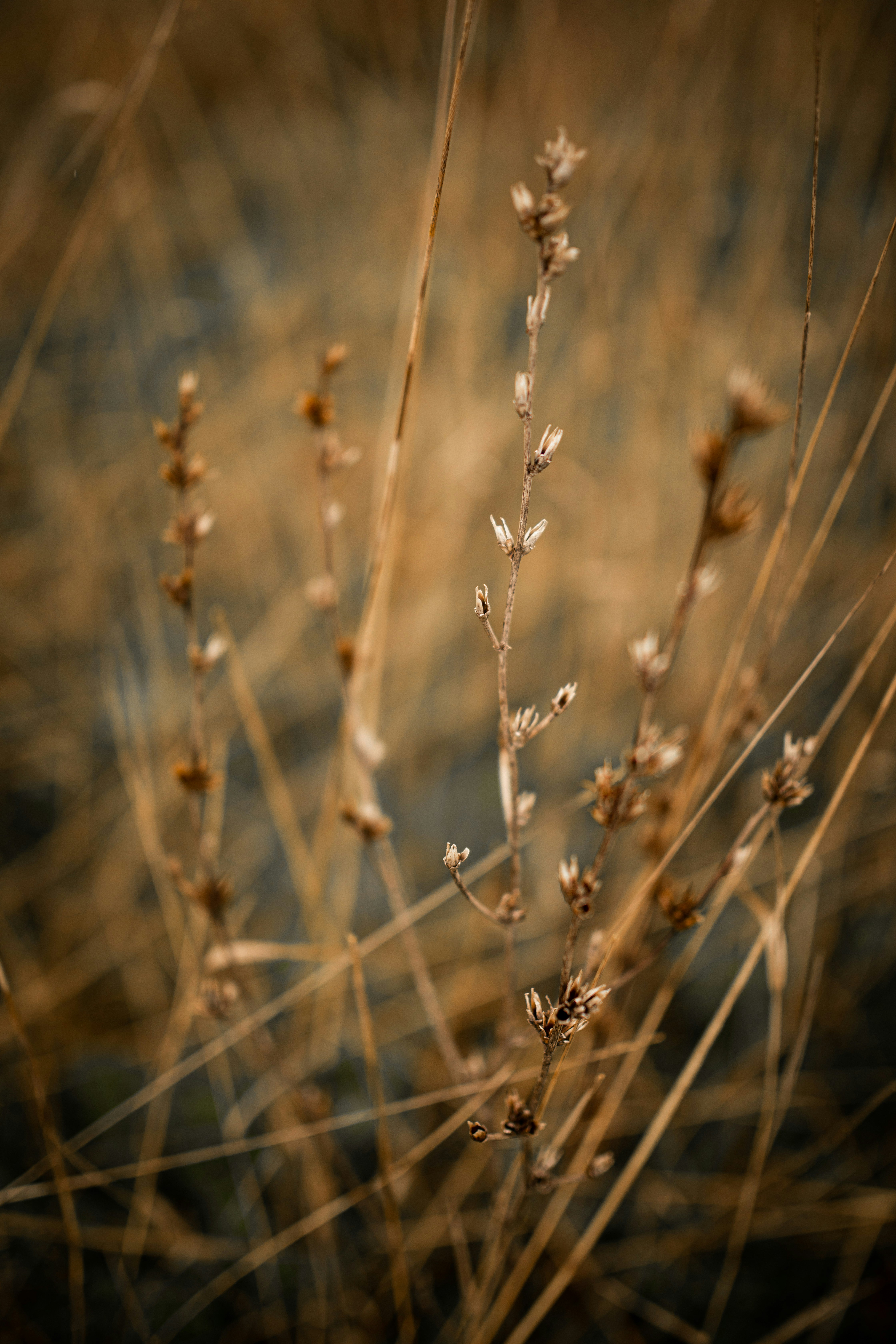 Photo by kajareichardtphotos