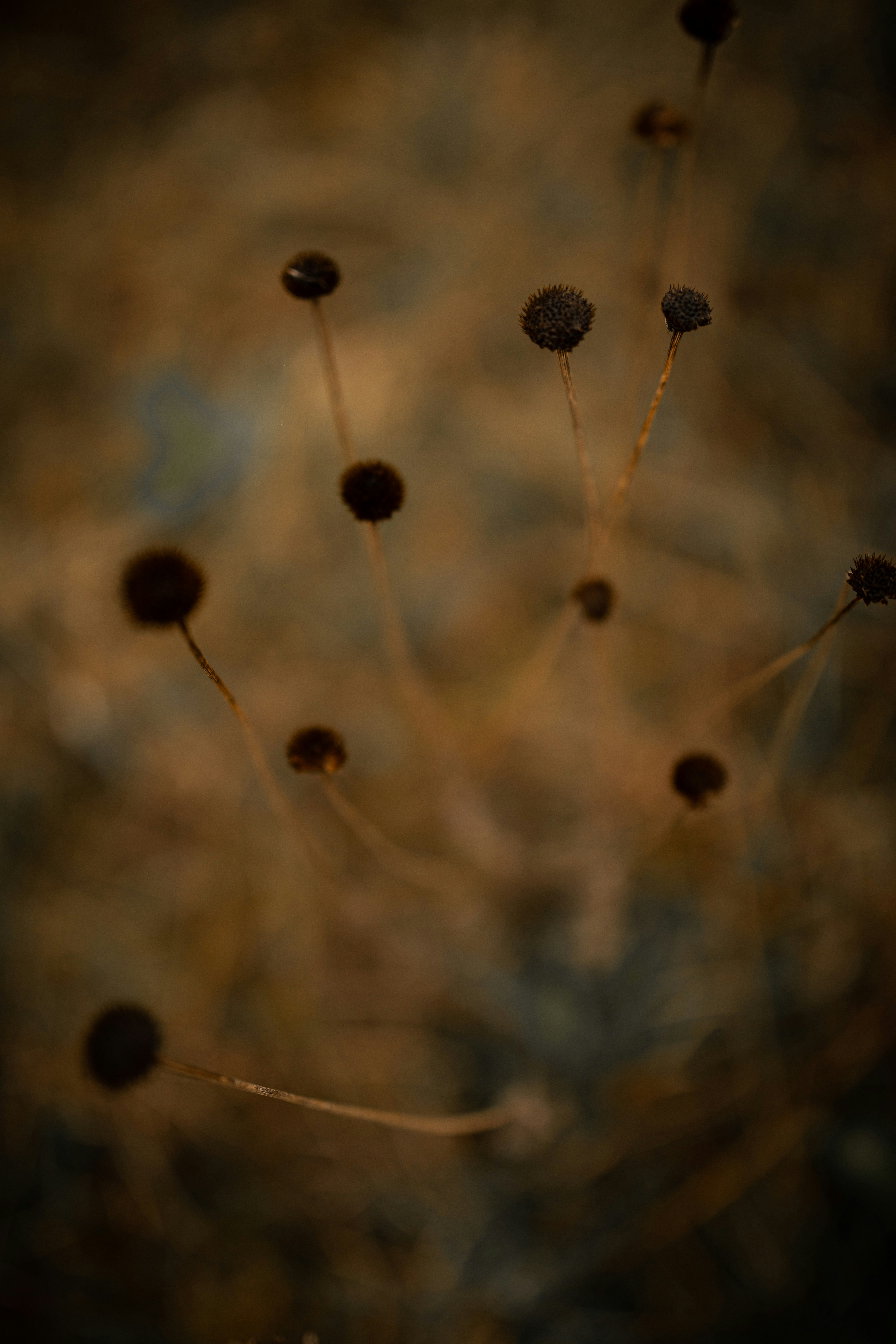 Photo by kajareichardtphotos