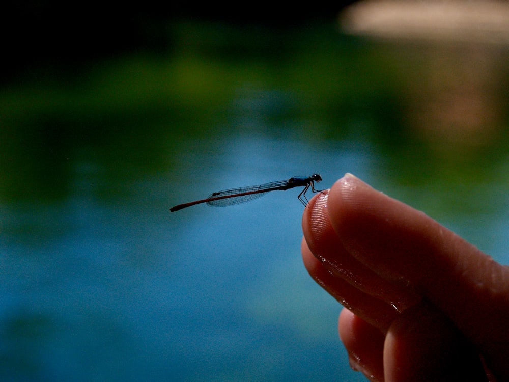 black dragonfly on persons finger