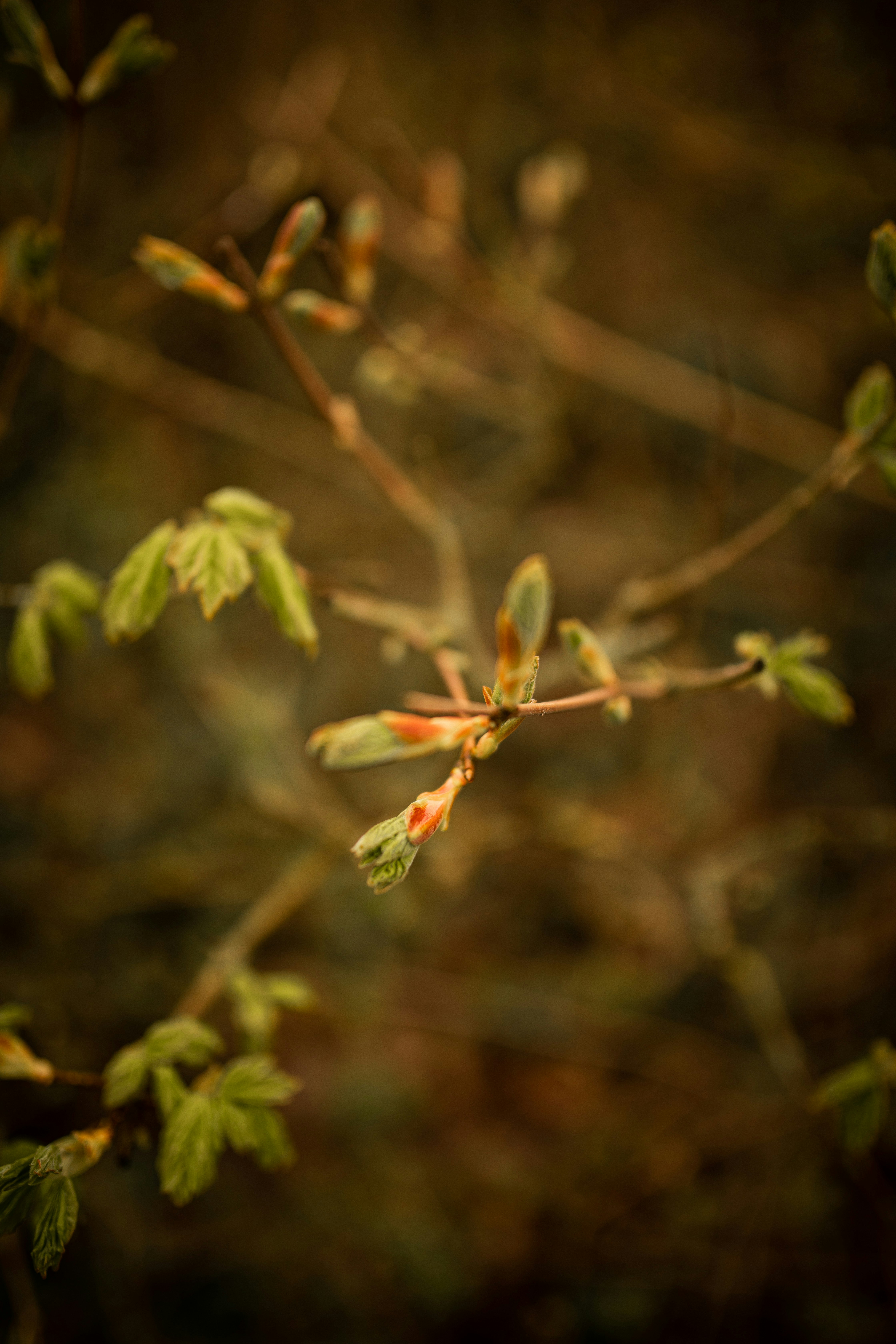 Photo by kajareichardtphotos