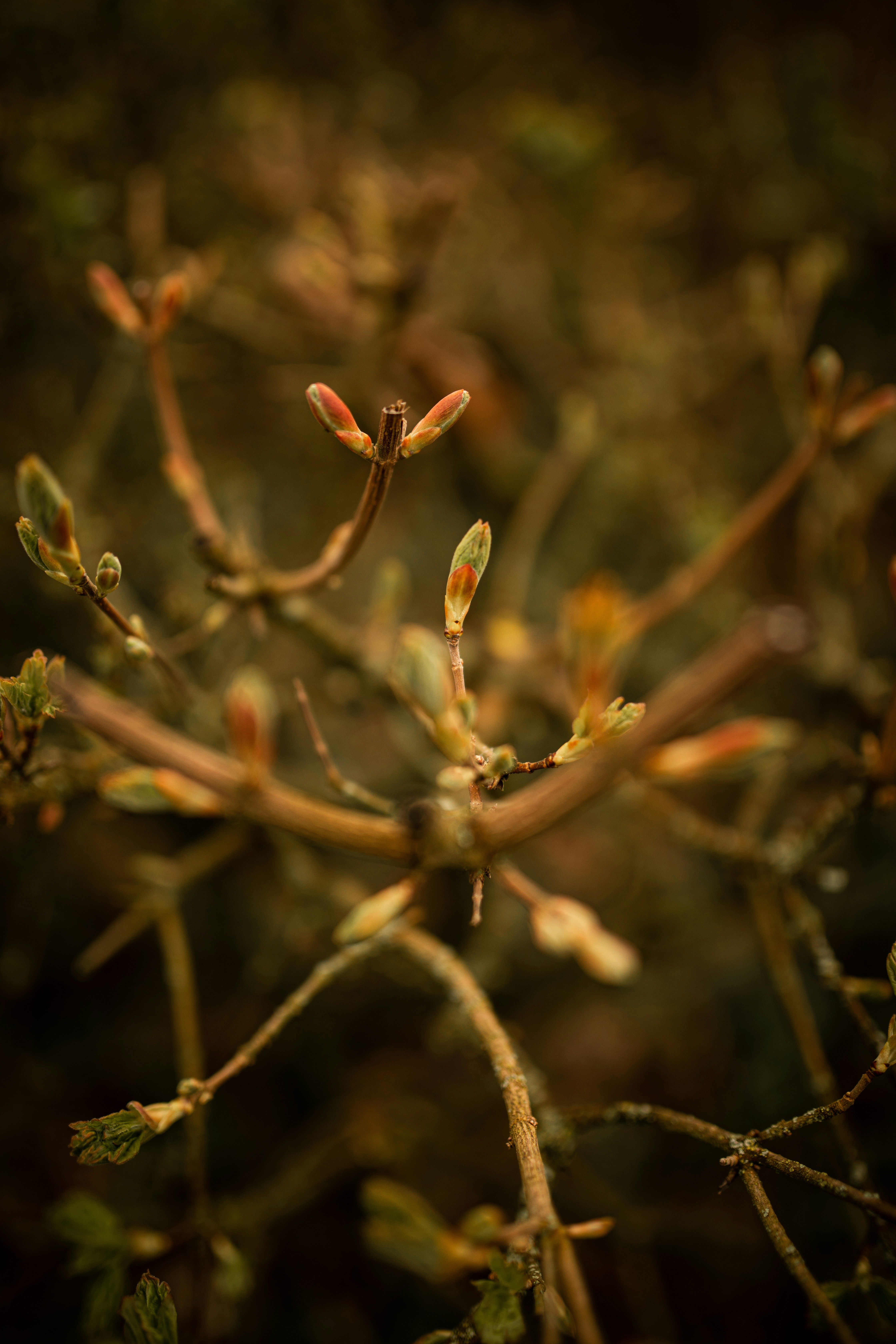 Photo by kajareichardtphotos