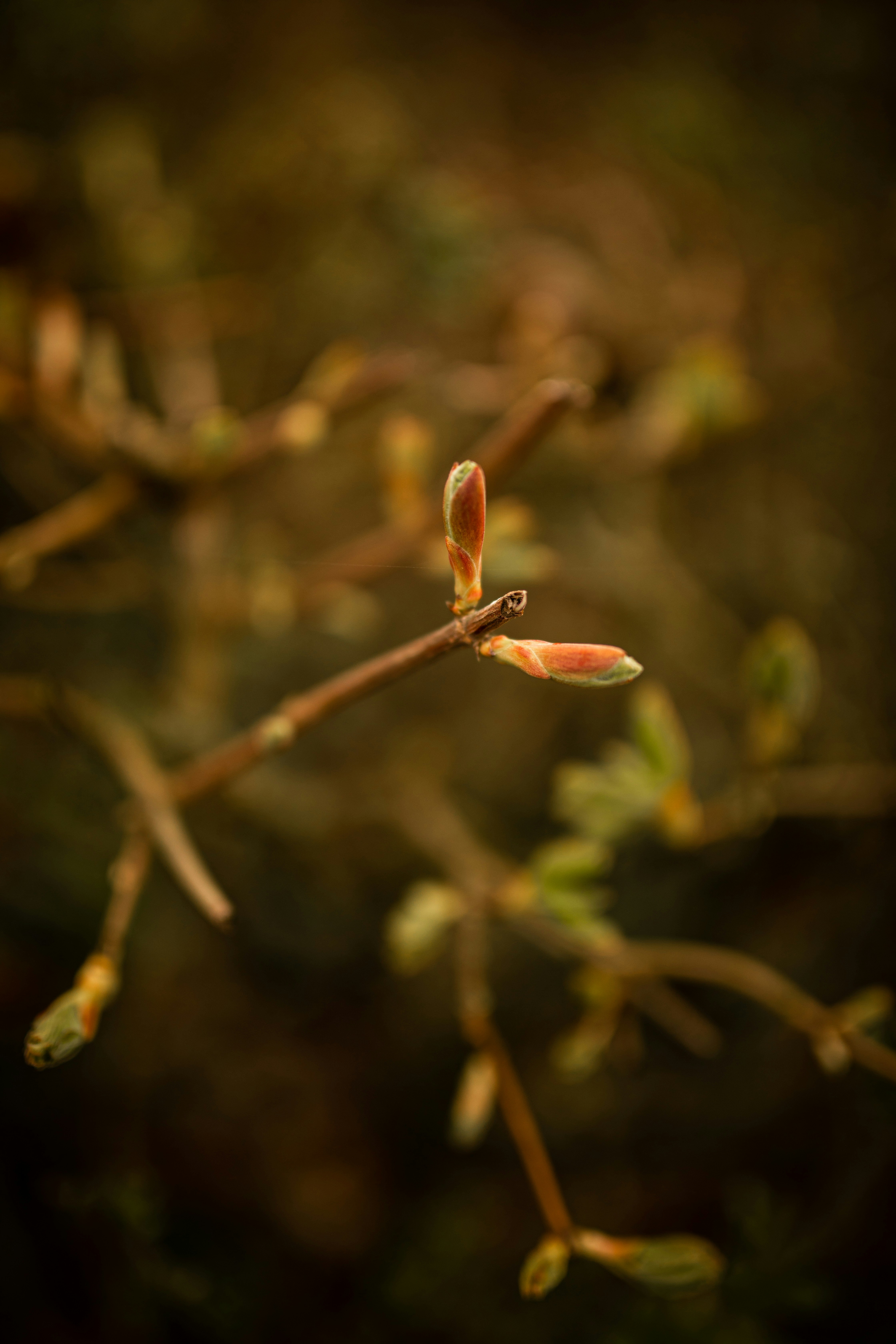 Photo by kajareichardtphotos