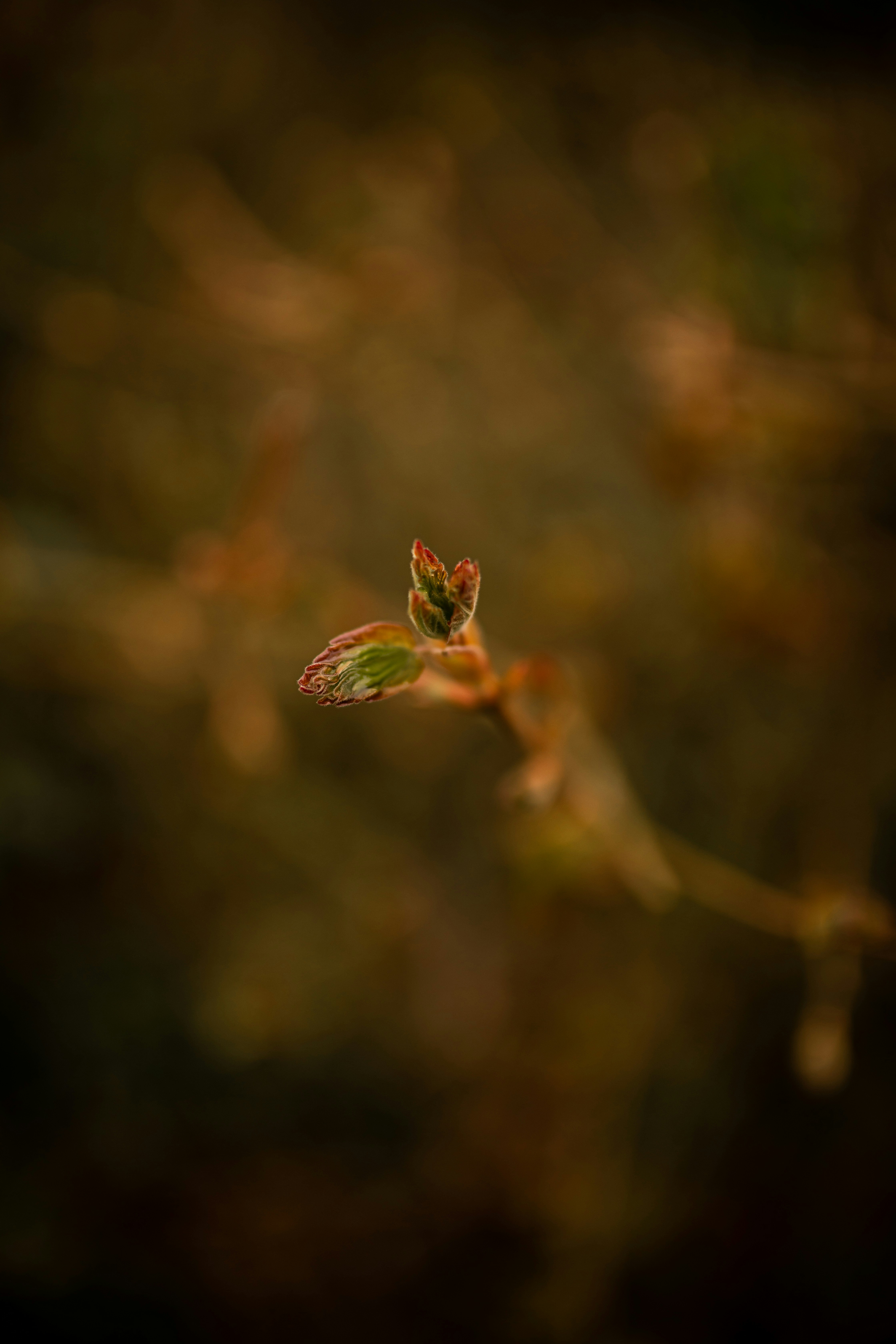 Photo by kajareichardtphotos