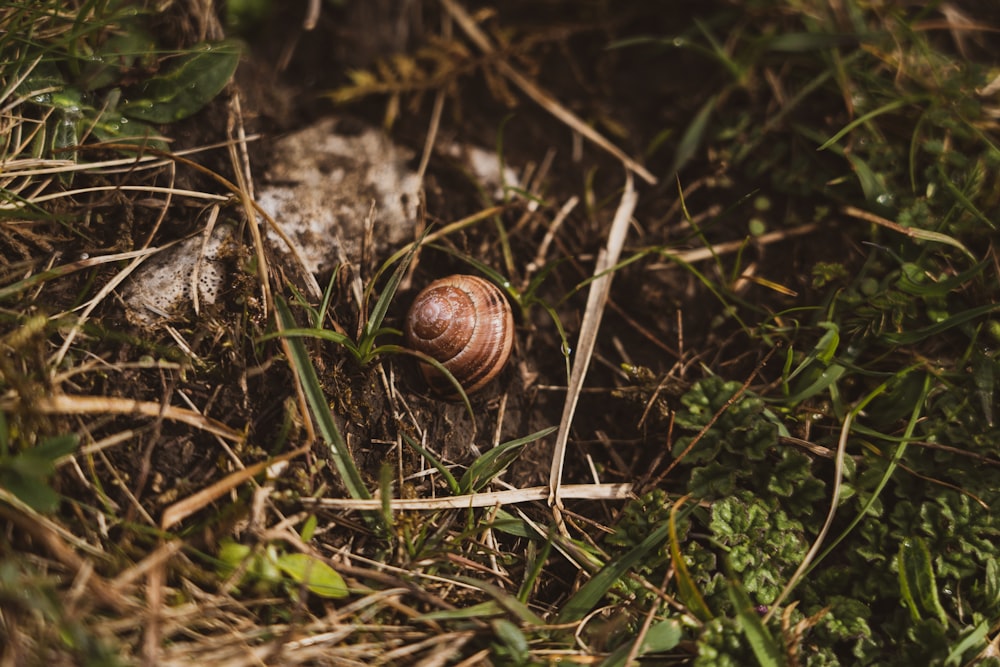 a snail crawling on the ground in the grass