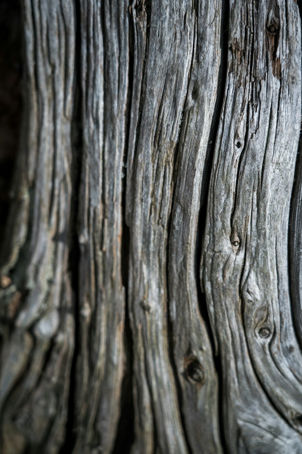 gray scale photo of wood