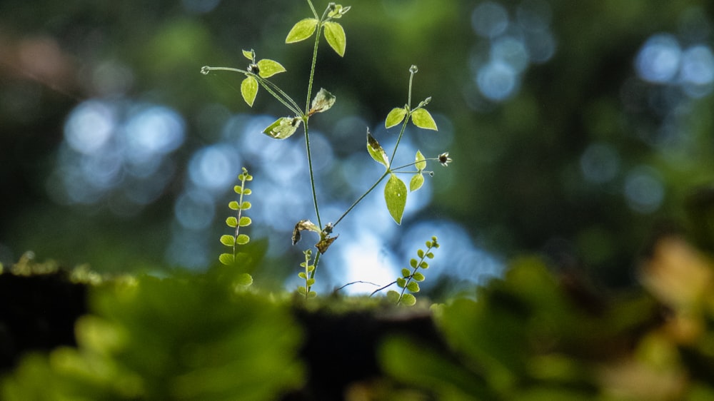 green leaves in tilt shift lens