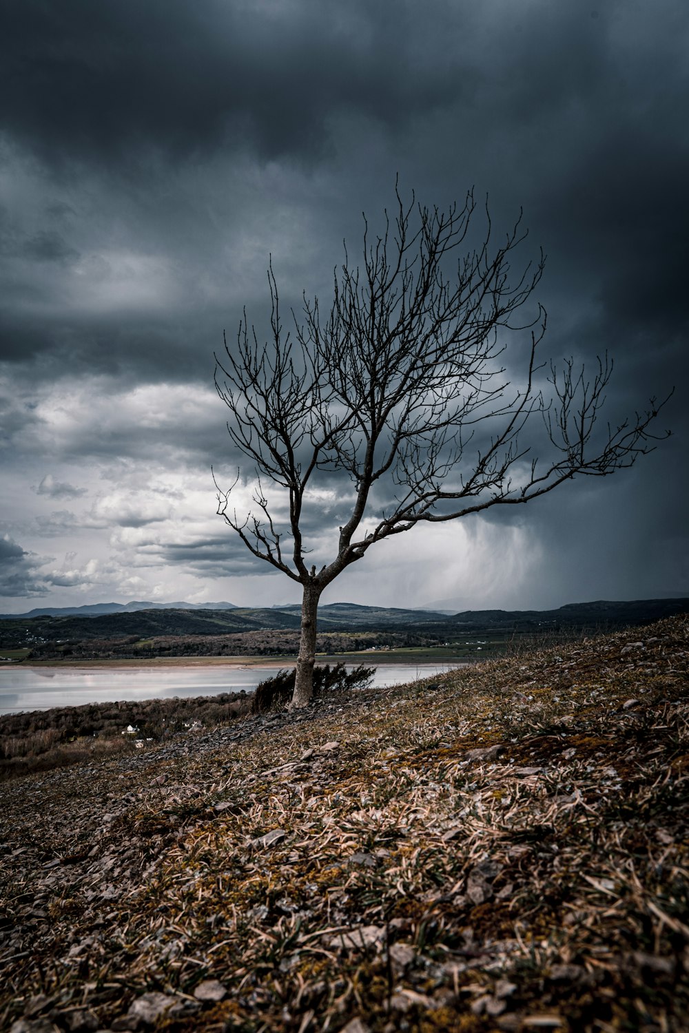 leafless tree on seashore under cloudy sky