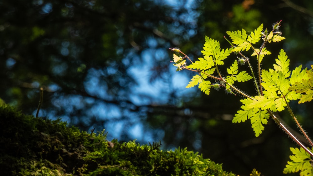 green leaf tree during daytime