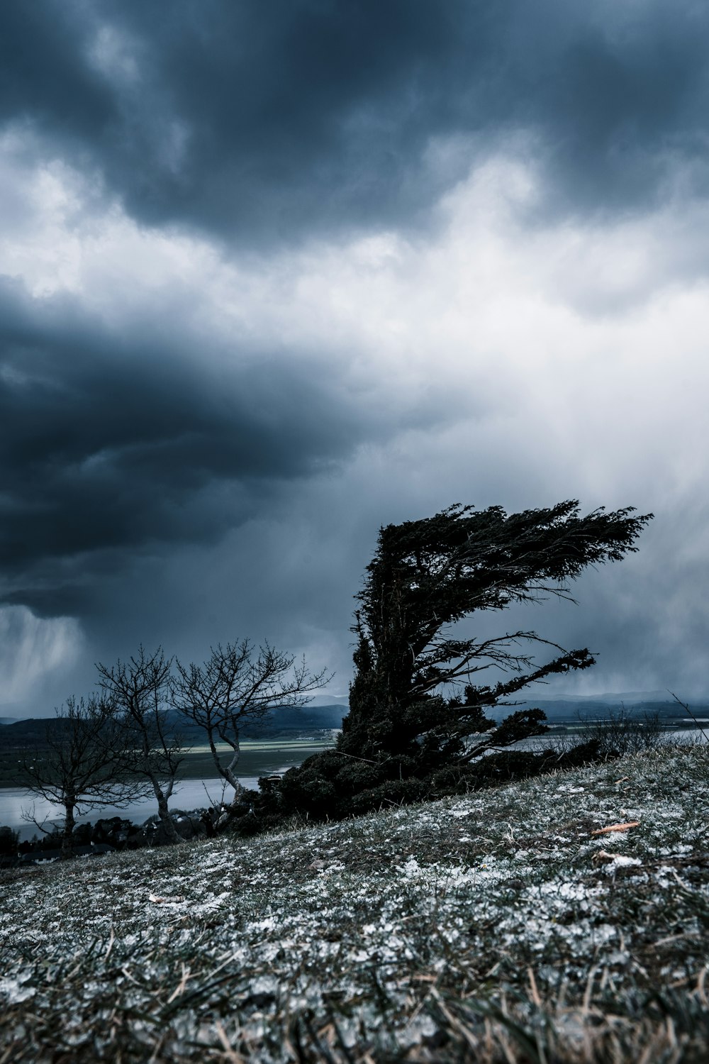 bare tree on gray rocky ground under gray cloudy sky