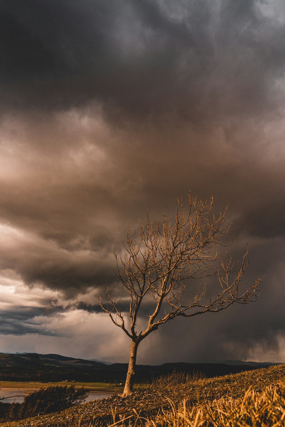 leafless tree under cloudy sky during daytime