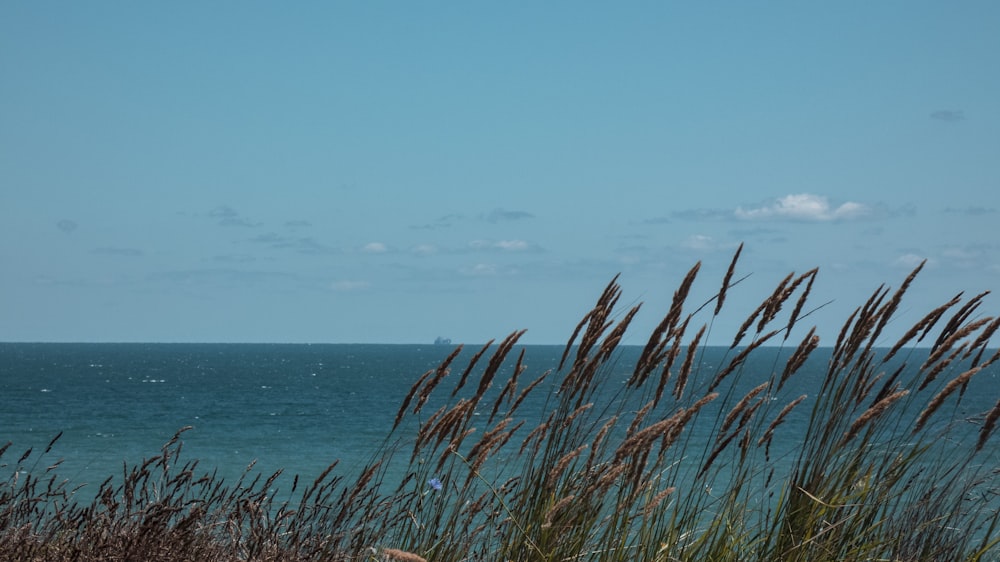 green grass near body of water during daytime