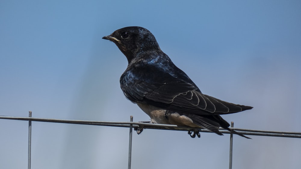 black bird on gray metal fence during daytime