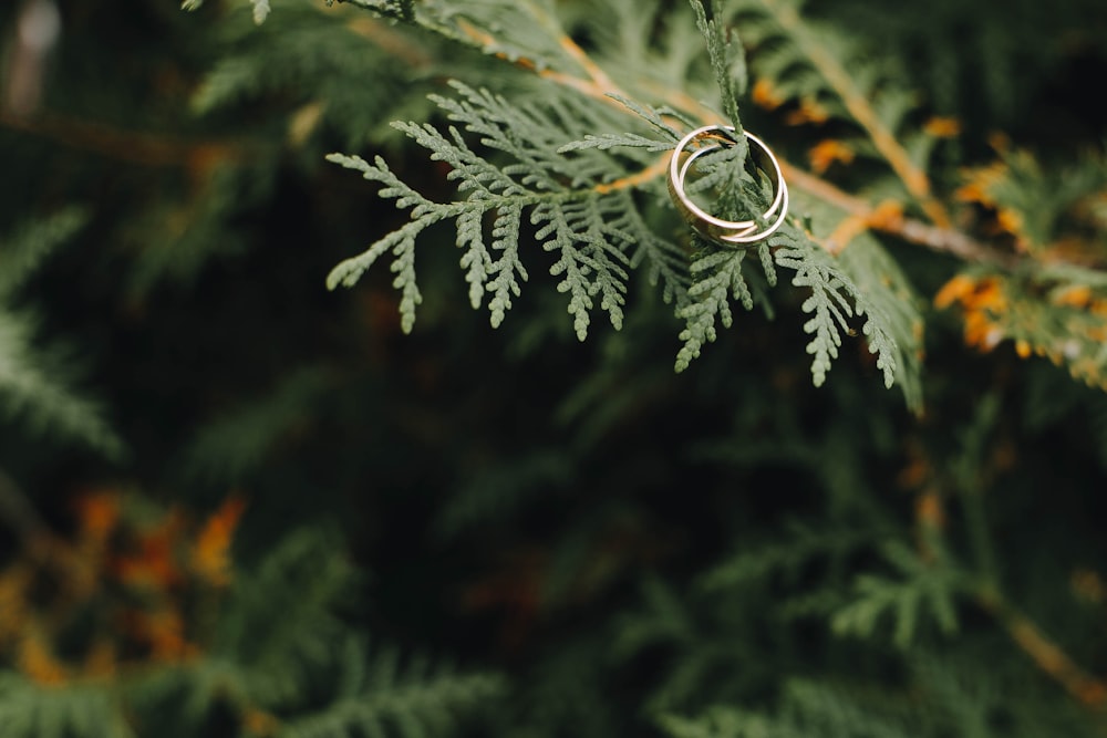 green pine tree leaves in close up photography