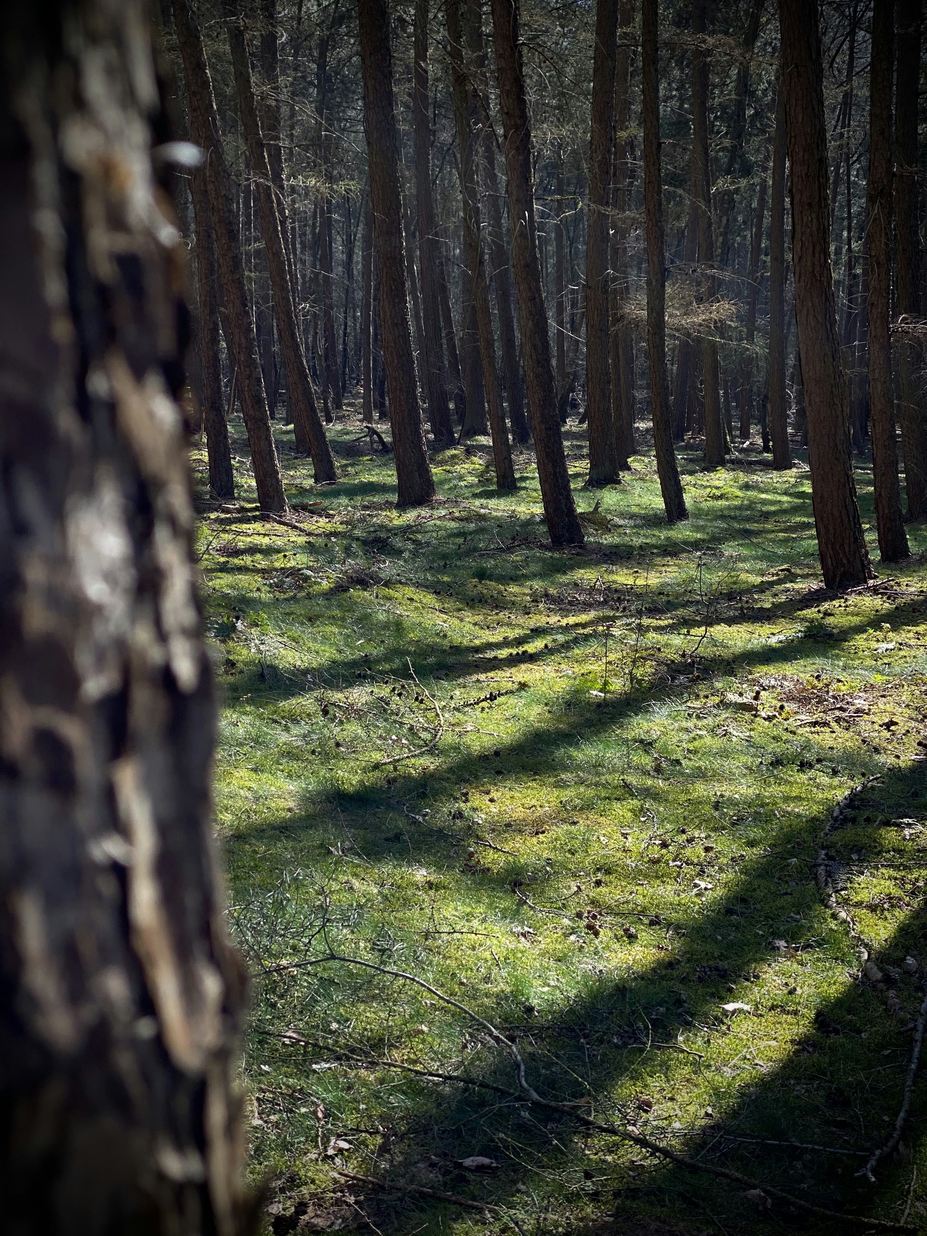 brown tree trunk on green grass field